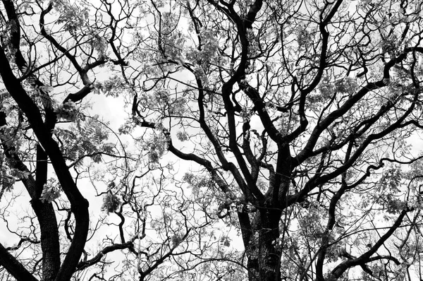 Kışın çıplak ağaçlar