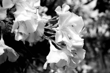 Hassas beyaz kiraz çiçekleri