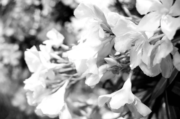 Ніжні Білі Вишневі Квіти — стокове фото