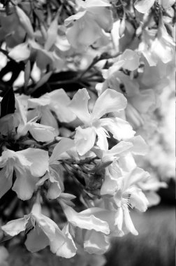 Hassas beyaz kiraz çiçekleri