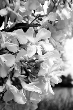 Hassas beyaz kiraz çiçekleri