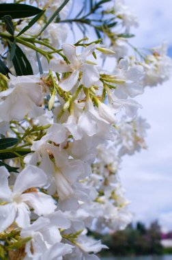 Hassas beyaz kiraz çiçekleri