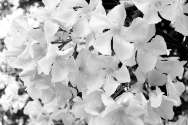 Hassas beyaz kiraz çiçekleri