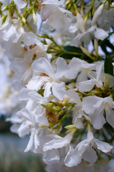 Hassas beyaz kiraz çiçekleri