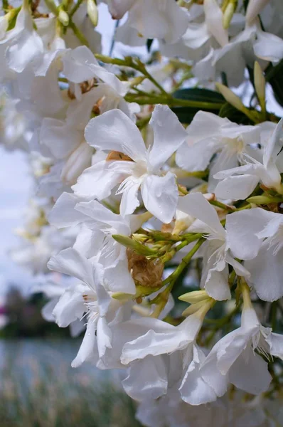 Hassas beyaz kiraz çiçekleri