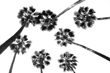 Gökyüzünün önünde bir grup palmiye