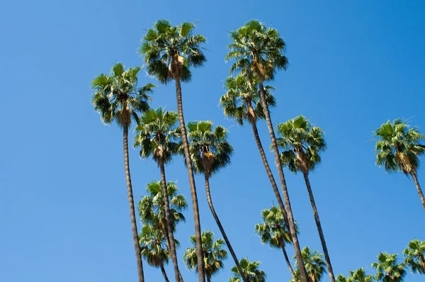 Group Palm Trees Front Sky — Stock Photo, Image