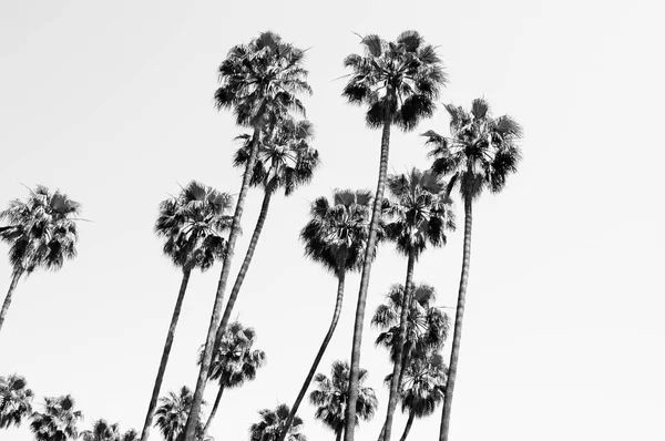 Gökyüzünün önünde bir grup palmiye