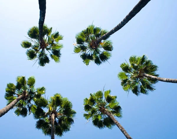 Group Palm Trees Front Sky — Stock Photo, Image