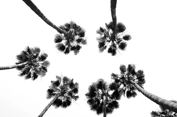 Gökyüzünün önünde bir grup palmiye