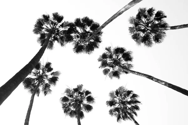 Gökyüzünün önünde bir grup palmiye