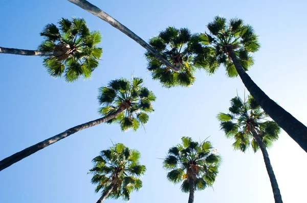 Group Palm Trees Front Sky — Stock Photo, Image