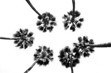 Gökyüzünün önünde bir grup palmiye