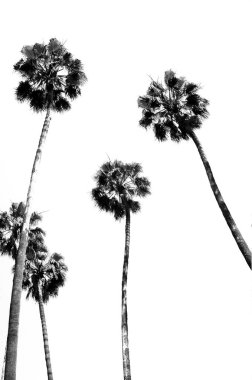 Gökyüzünün önünde bir grup palmiye