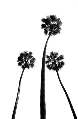 Gökyüzünün önünde bir grup palmiye