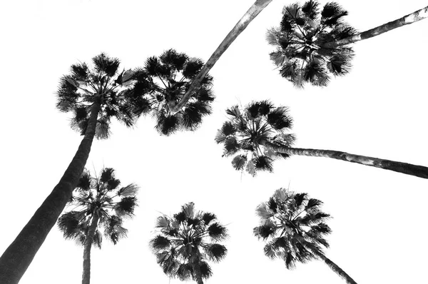 Група Пальмових Дерев Перед Небом — стокове фото