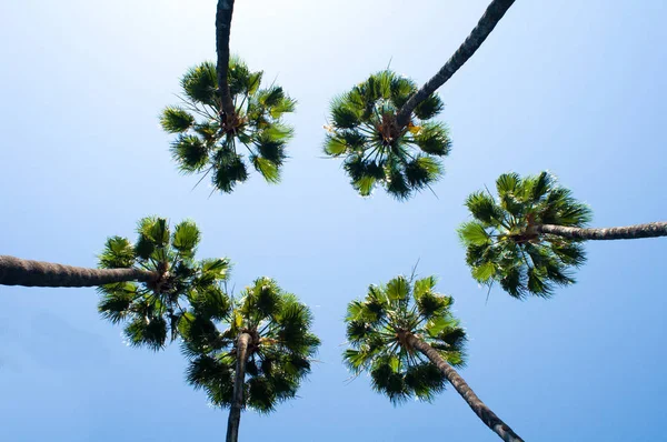 Group Palm Trees Front Sky — Stock Photo, Image