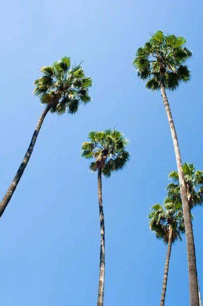 Group Palm Trees Front Sky — Stock Photo, Image