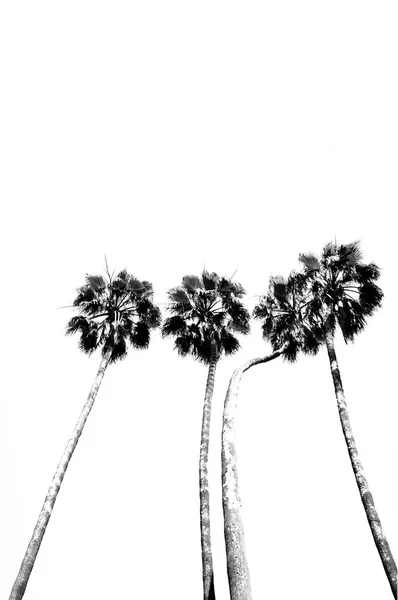 Grupa Palm Przed Niebem — Zdjęcie stockowe