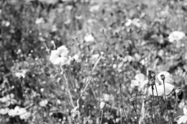 Kırılgan gelincikli çayır