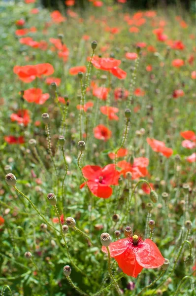 Delicate Kwetsbare Papavers — Stockfoto