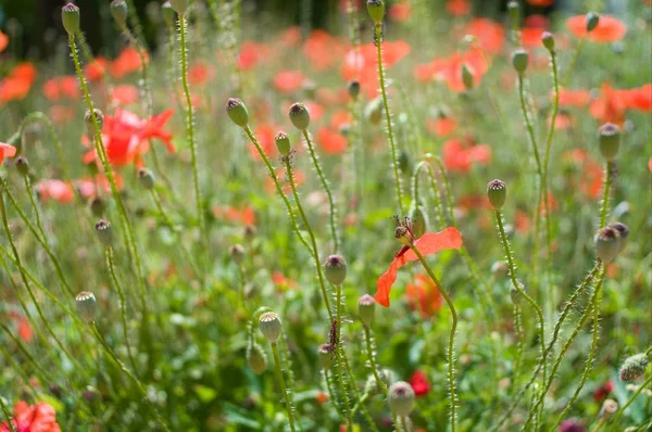 Delicate Kwetsbare Papavers — Stockfoto