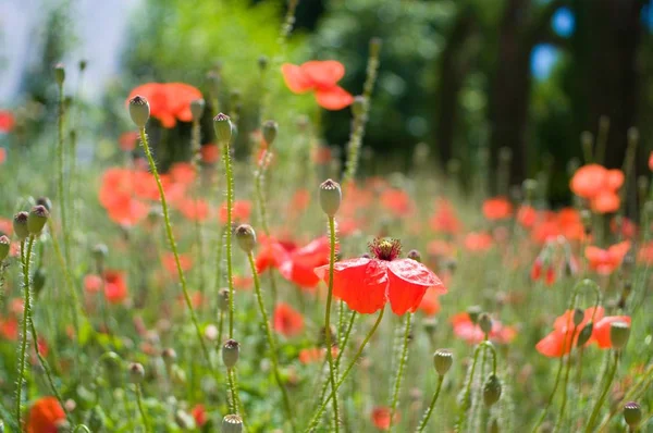 Delicate Kwetsbare Papavers — Stockfoto