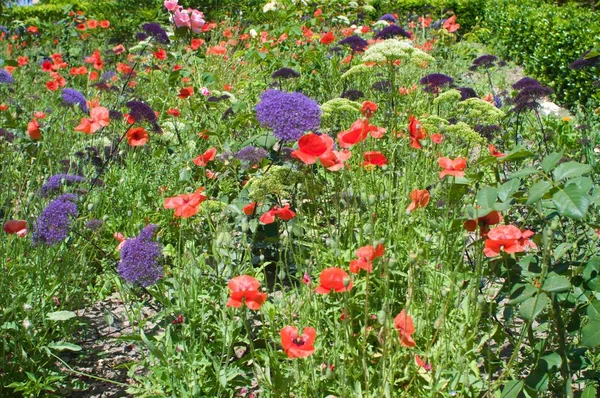 Delicate Fragile Poppies — Stock Photo, Image