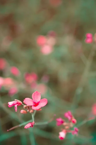 ロマンチックなカラフルな野生の花のビオトープ — ストック写真