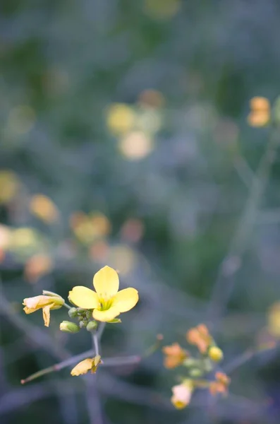 Romantický Barevný Biotop Divoké Květiny — Stock fotografie