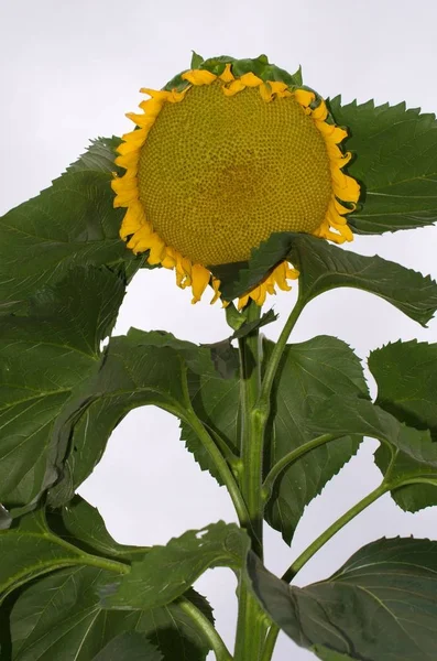 Flor Del Girasol —  Fotos de Stock