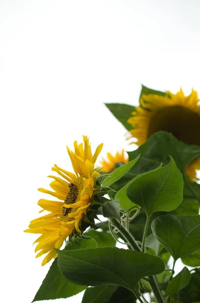 Květ Slunečnice — Stock fotografie