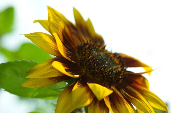 Stor Solros Med Gul Blomma — Stockfoto