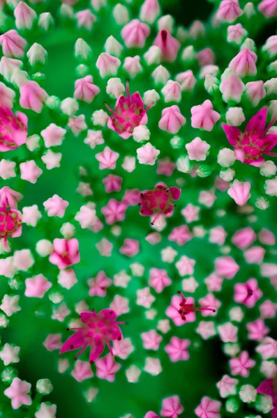 Flowers Bookeh Colorful Flowers — Stock Photo, Image