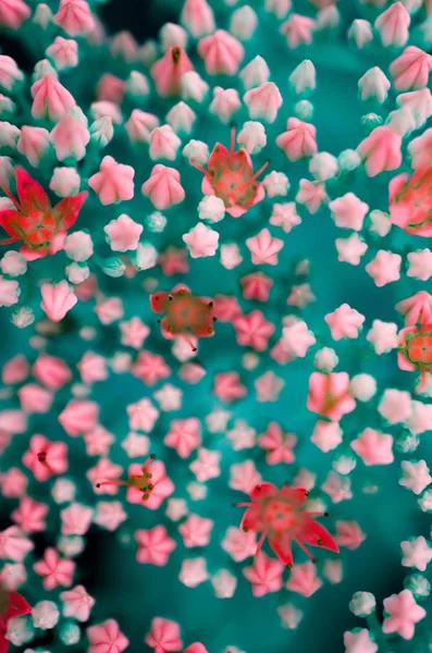 Цветы Буке Красочными Цветами — стоковое фото
