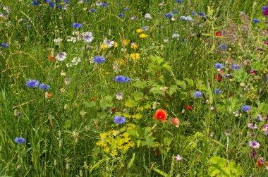 Çiçekli yaz çayırları ve diğer kır çiçekleri