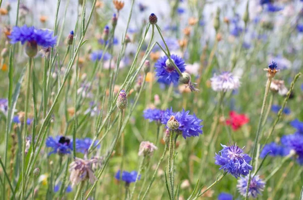 Sommaräng Med Blåklint Och Andra Vilda Blommor — Stockfoto