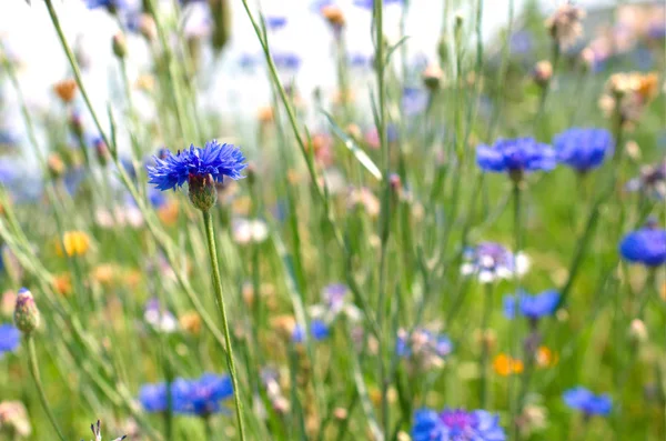 Summer Meadow Cornflowers Other Wildflowers — Stock Photo, Image