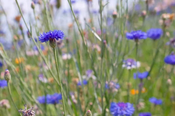 Summer Meadow Cornflowers Other Wildflowers — Stock Photo, Image