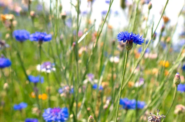 Sommaräng Med Blåklint Och Andra Vilda Blommor — Stockfoto