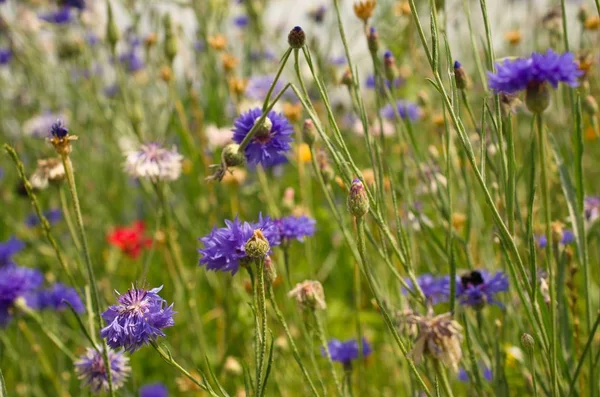 Summer Meadow Cornflowers Other Wildflowers — Stock Photo, Image
