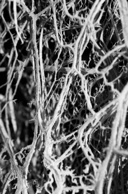 Kurumuş yaprağın hassas ve karmaşık yapısı