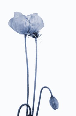 Kırılgan bir gelincik çiçeği