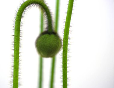 Kırılgan bir gelincik çiçeği