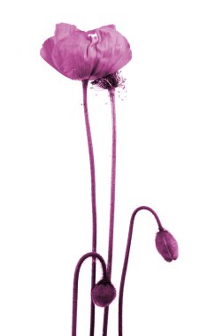 Kırılgan bir gelincik çiçeği