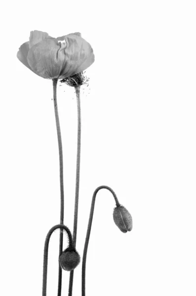 Fragiele Bloei Van Een Papaver — Stockfoto