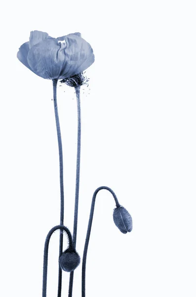 Kruchy Kwiat Maku — Zdjęcie stockowe