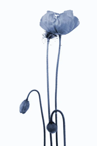 Kruchy Kwiat Maku — Zdjęcie stockowe