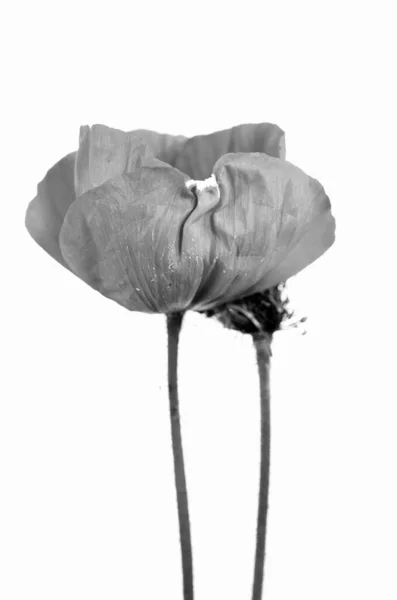 Fragiele Bloei Van Een Papaver — Stockfoto