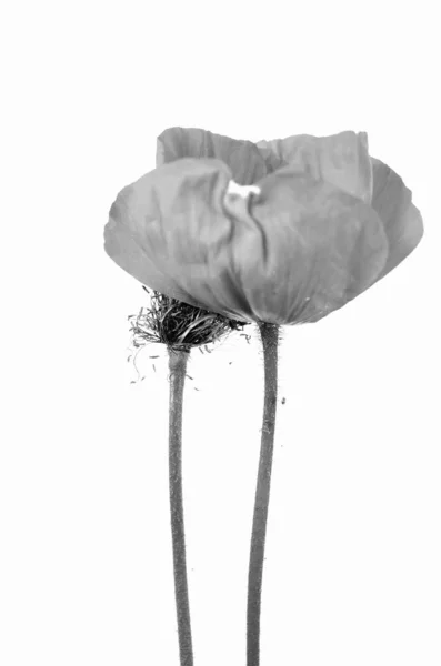 Fragiele Bloei Van Een Papaver — Stockfoto